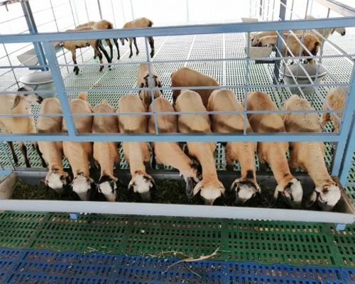 Goat Farm Plastic Slatted Flooring Price in Kadapa