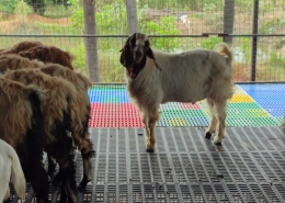 Goat Farm Plastic Slatted Flooring Price in Kerala